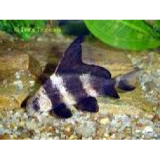 3-4 inch Hi Fin Banded Sharks (Qty of 4)
